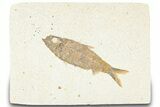 Detailed Fossil Fish (Knightia) - Wyoming #322577-1